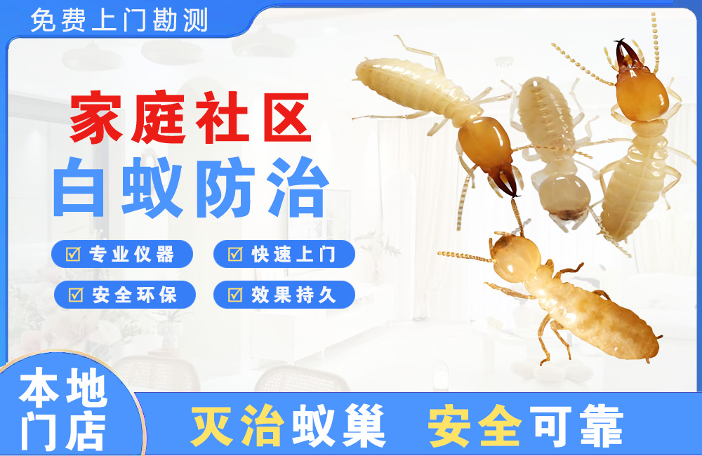 攀枝花家庭社区白蚁防治