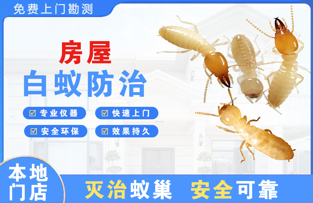 攀枝花房屋白蚁防治